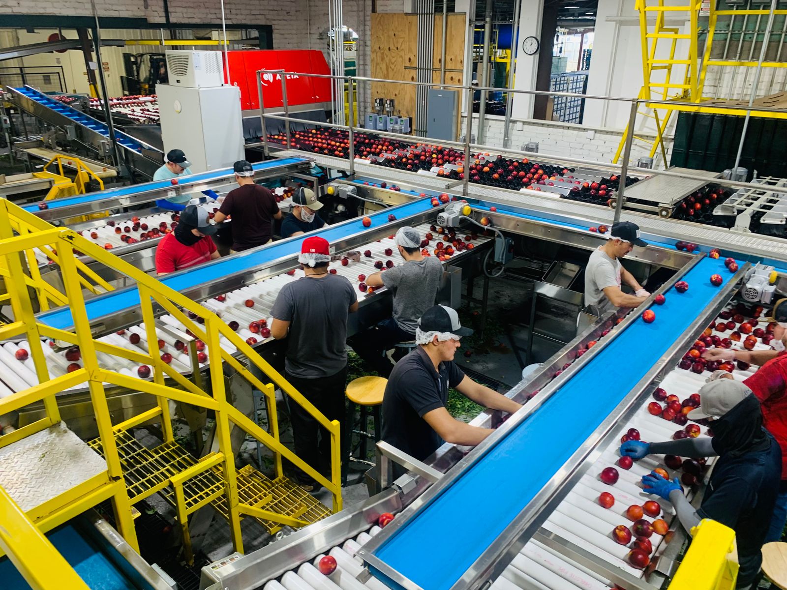 Workers stationed along conveyor lines, checking produce as it passes
